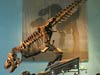 Peck's Rex, left view