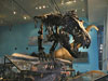Peck's Rex, front view