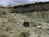 Buffalo jump bones