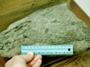 Partial crocodile skull (Maoming)