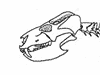 Cynodont information sheet