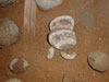Interior of egg