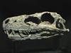 Herrerasaurus Skull