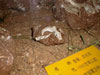 Oviraptor claw (Heyuan Museum)