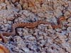 Rattlesnake!
